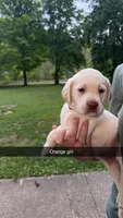 Orange Girl, a female Labrador Retriever for sale in Hazel Green, KY – 1 of 4