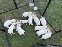 Purple Female, a female Labrador Retriever for sale in Hazel Green, KY – Photo 2 of 2