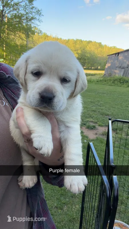 Purple Female – Labrador Retriever puppy for sale in Hazel Green, KY