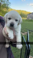 Purple Female, a female Labrador Retriever for sale in Hazel Green, KY – Photo 1 of 2
