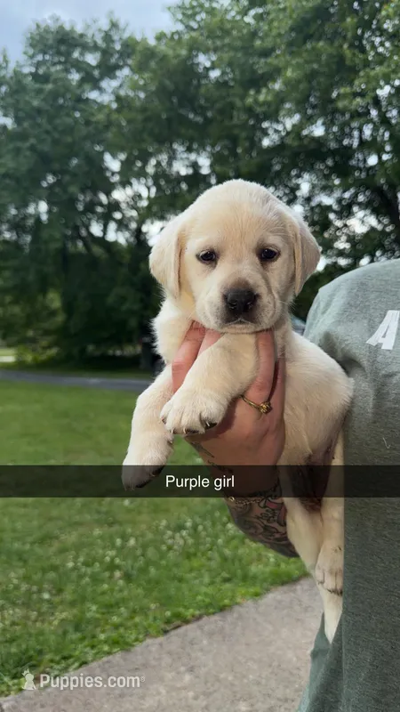 Purple Female – Labrador Retriever puppy for sale in Hazel Green, KY