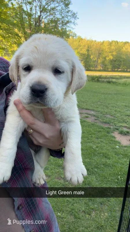 Light Green Male – Labrador Retriever puppy for sale in Hazel Green, KY