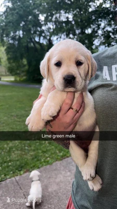 Light Green Male – Labrador Retriever puppy for sale in Hazel Green, KY