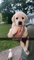 Light Green Male, a male Labrador Retriever for sale in Hazel Green, KY – 1 of 3