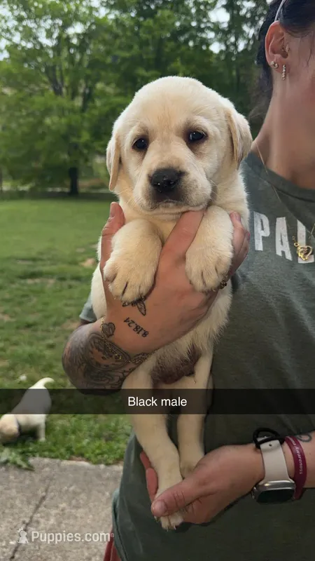 Black Male – Labrador Retriever puppy for sale in Hazel Green, KY