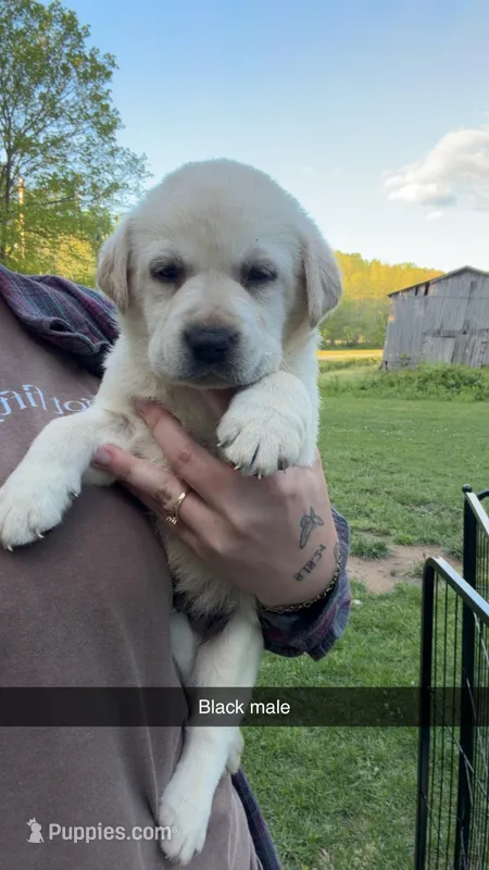Black Male, a male Labrador Retriever for sale in Hazel Green, KY – Photo 1 of 2