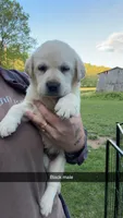 Black Male, a male Labrador Retriever for sale in Hazel Green, KY – Photo 1 of 2