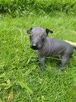 Anubias, a male Xoloitzcuintli for sale in Conyers, GA – 3 of 3