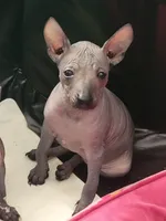 Paola, a female Xoloitzcuintli for sale in Conyers, GA – 2 of 5