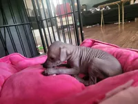 Anubias, a male Xoloitzcuintli for sale in Conyers, GA – 2 of 3