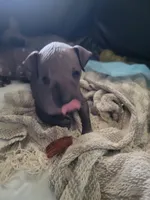 Anubias, a male Xoloitzcuintli for sale in Conyers, GA – 1 of 3