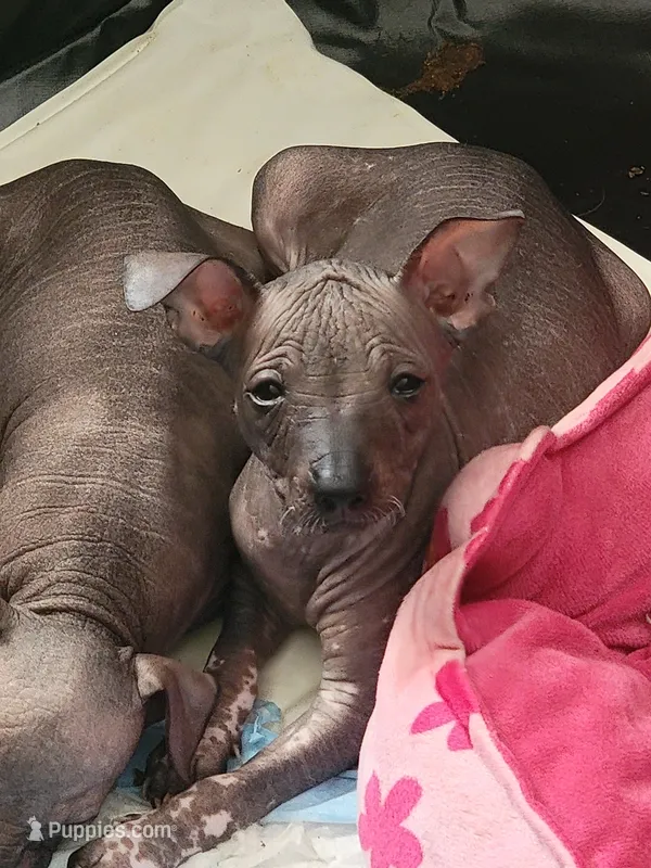 Marisol – Xoloitzcuintli puppy for sale in Conyers, GA