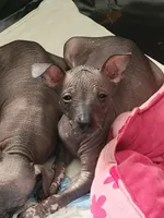 Marisol, a female Xoloitzcuintli for sale in Conyers, GA – 1 of 4