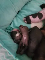 Paola, a female Xoloitzcuintli for sale in Conyers, GA – 4 of 5