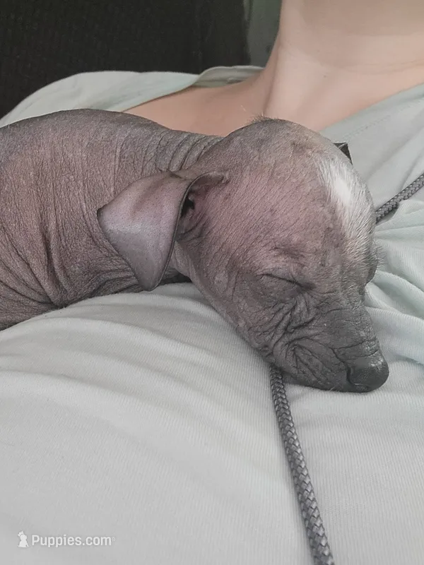 Miguel – Xoloitzcuintli puppy for sale in Conyers, GA