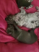 Marisol, a female Xoloitzcuintli for sale in Conyers, GA – 2 of 4