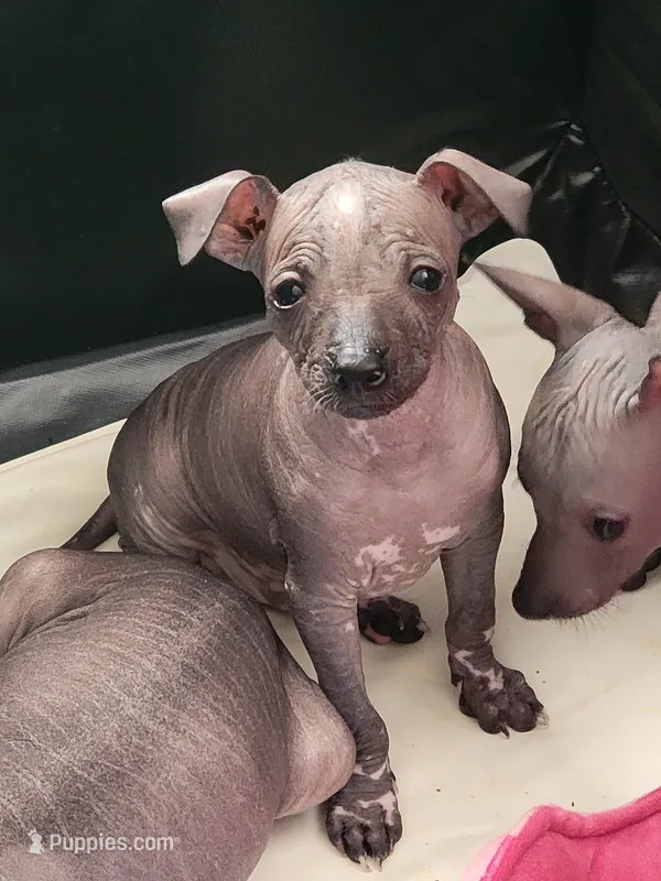 Miguel – Xoloitzcuintli puppy for sale in Conyers, GA