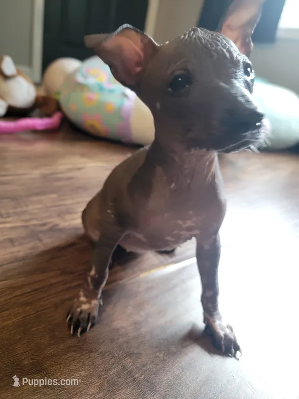 Marisol – Xoloitzcuintli puppy for sale in Conyers, GA