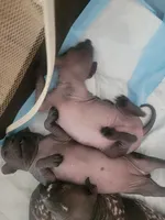 Paola, a female Xoloitzcuintli for sale in Conyers, GA – 5 of 5