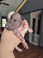 Miguel, a male Xoloitzcuintli for sale in Conyers, GA – 2 of 3