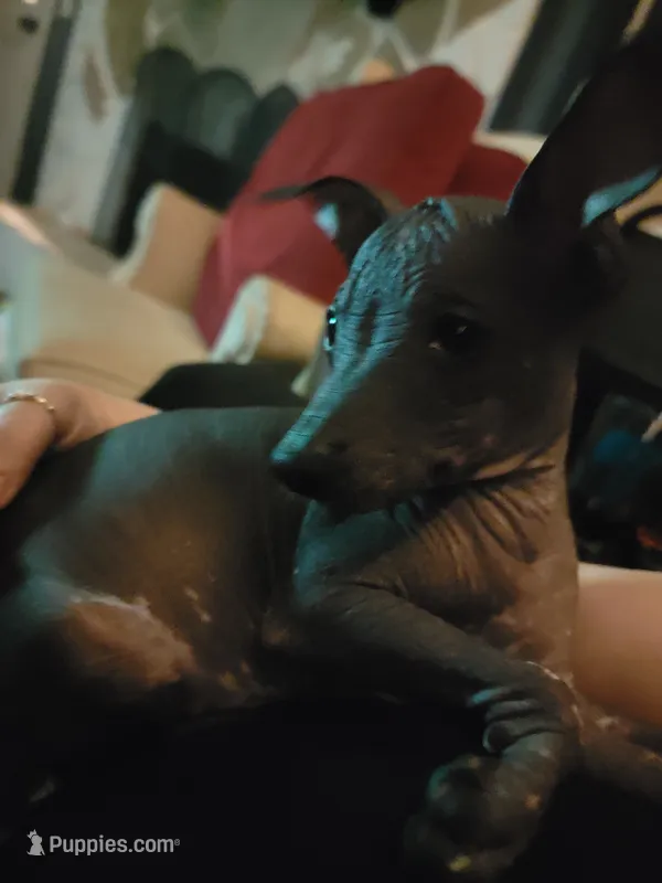 Marisol – Xoloitzcuintli puppy on hold in Conyers, GA