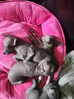 Marisol, a female Xoloitzcuintli for sale in Conyers, GA – 3 of 4