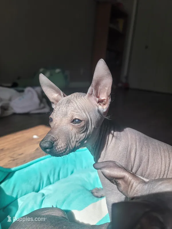 Paola – Xoloitzcuintli puppy for sale in Conyers, GA