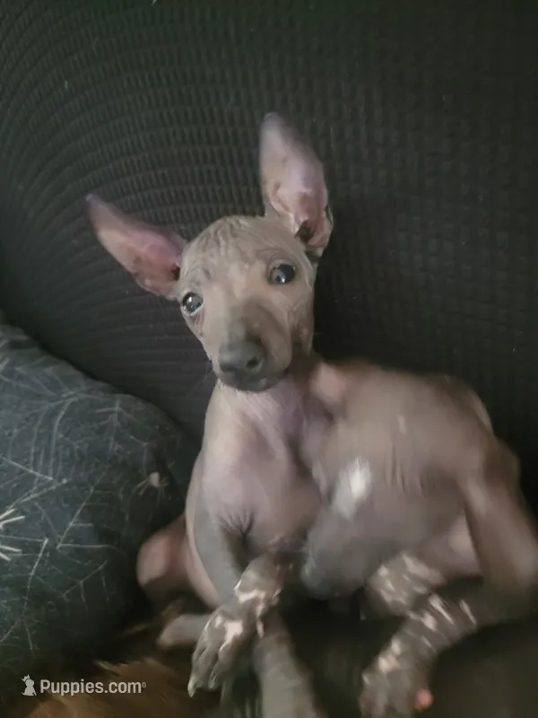 Paola – Xoloitzcuintli puppy for sale in Conyers, GA