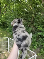 Hollie , a female Pembroke Welsh Corgi and Poodle - Multi-Colored Standard for sale in Sparta, KY – 2 of 4