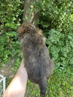 Harry, a male Pembroke Welsh Corgi and Poodle - Multi-Colored Standard for sale in Sparta, KY – 3 of 3