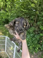 Harry, a male Pembroke Welsh Corgi and Poodle - Multi-Colored Standard for sale in Sparta, KY – 2 of 3