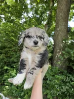 Hollie , a female Pembroke Welsh Corgi and Poodle - Multi-Colored Standard for sale in Sparta, KY – 3 of 4
