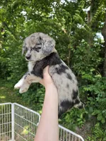 Hollie , a female Pembroke Welsh Corgi and Poodle - Multi-Colored Standard for sale in Sparta, KY – 4 of 4