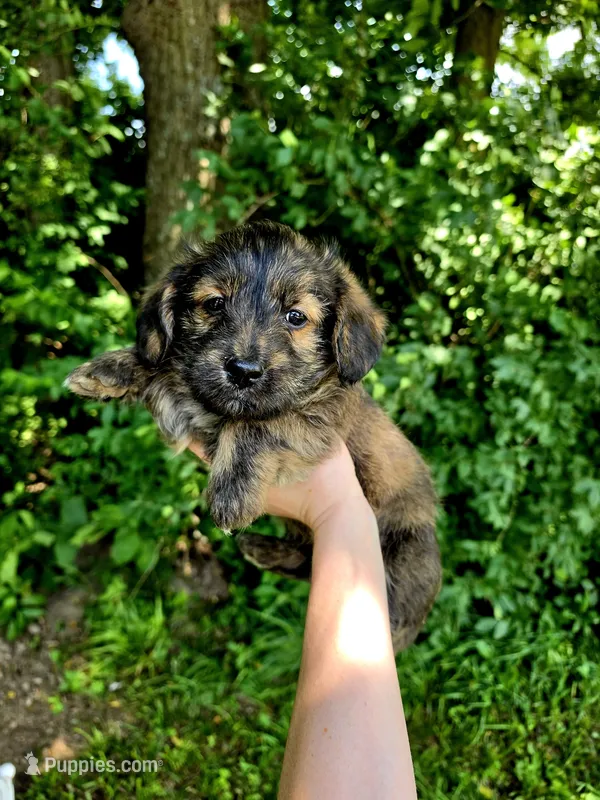 Harry – Pembroke Welsh Corgi, Poodle - Multi-Colored Standard puppy for sale in Sparta, KY
