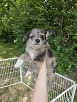 Mo, a male Pembroke Welsh Corgi and Poodle - Multi-Colored Standard for sale in Sparta, KY – 3 of 3