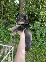 Russell, a male Pembroke Welsh Corgi and Poodle - Multi-Colored Standard for sale in Sparta, KY – 4 of 4