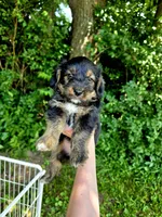 Russell, a male Pembroke Welsh Corgi and Poodle - Multi-Colored Standard for sale in Sparta, KY – 1 of 4