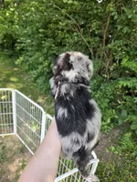 Nellie , a female Pembroke Welsh Corgi and Poodle - Multi-Colored Standard for sale in Sparta, KY – 3 of 3