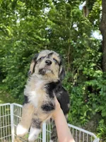 Quinn, a male Pembroke Welsh Corgi and Poodle - Multi-Colored Standard for sale in Sparta, KY – 3 of 4
