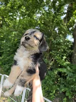 Quinn, a male Pembroke Welsh Corgi and Poodle - Multi-Colored Standard for sale in Sparta, KY – 4 of 4