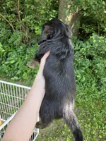 Russell, a male Pembroke Welsh Corgi and Poodle - Multi-Colored Standard for sale in Sparta, KY – 3 of 4