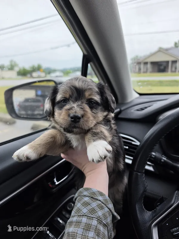 Quinn – Pembroke Welsh Corgi, Poodle - Multi-Colored Standard puppy for sale in Sparta, KY