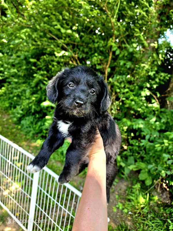 Bear – Pembroke Welsh Corgi, Poodle - Multi-Colored Standard puppy for sale in Sparta, KY