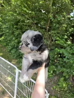 Nellie , a female Pembroke Welsh Corgi and Poodle - Multi-Colored Standard for sale in Sparta, KY – 2 of 3