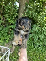 Russell, a male Pembroke Welsh Corgi and Poodle - Multi-Colored Standard for sale in Sparta, KY – 2 of 4
