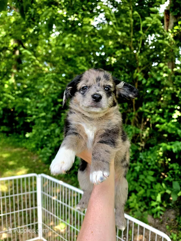Mo – Pembroke Welsh Corgi, Poodle - Multi-Colored Standard puppy for sale in Sparta, KY