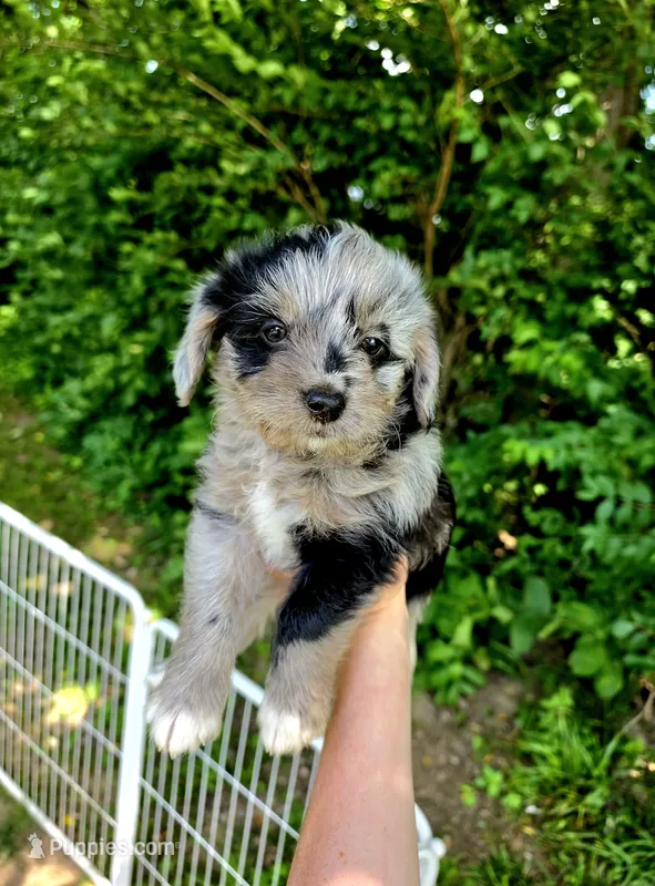 Nellie  – Pembroke Welsh Corgi, Poodle - Multi-Colored Standard puppy on hold in Sparta, KY