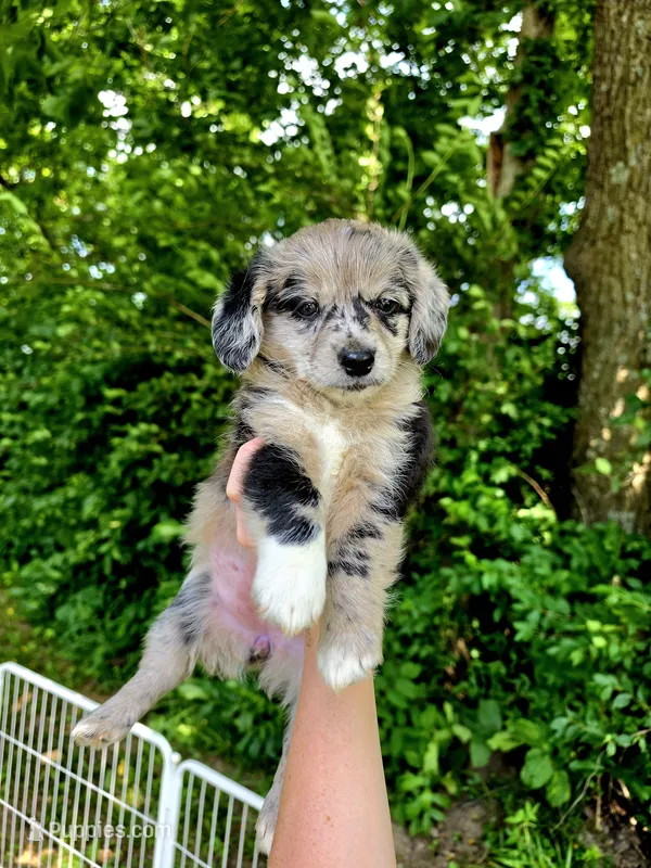 Hollie  – Pembroke Welsh Corgi, Poodle - Multi-Colored Standard puppy for sale in Sparta, KY