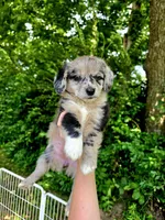 Hollie , a female Pembroke Welsh Corgi and Poodle - Multi-Colored Standard for sale in Sparta, KY – 1 of 4