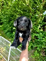 Bear, a male Pembroke Welsh Corgi and Poodle - Multi-Colored Standard for sale in Sparta, KY – 3 of 3